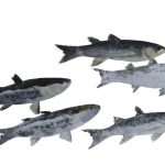 pmd gyotaku cipoli