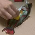 pmd gyotaku04