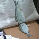 pmd gyotaku05