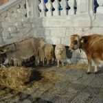 jaslice53