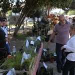 cvijece placa026