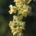 maslinar maslina 1