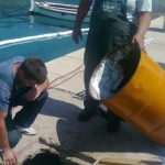 mljet nafta 6