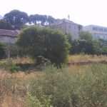 gundulic zarastao
