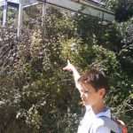 omblici lopud 001