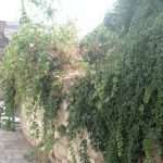 peline2