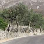 konavle radovi3