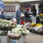 placa cvijece045