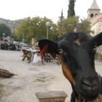 popret osojnik094