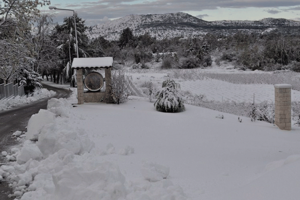 bijeli peljesac (2)