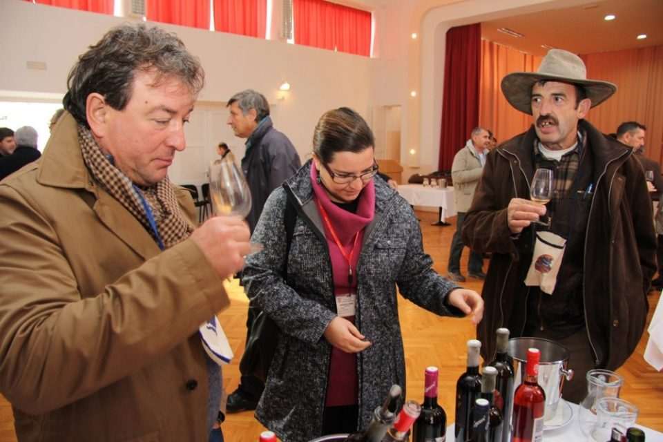 vinski podrumi29