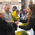 mimoza023