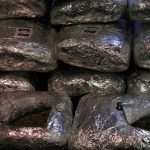 mup trava marihuana 02