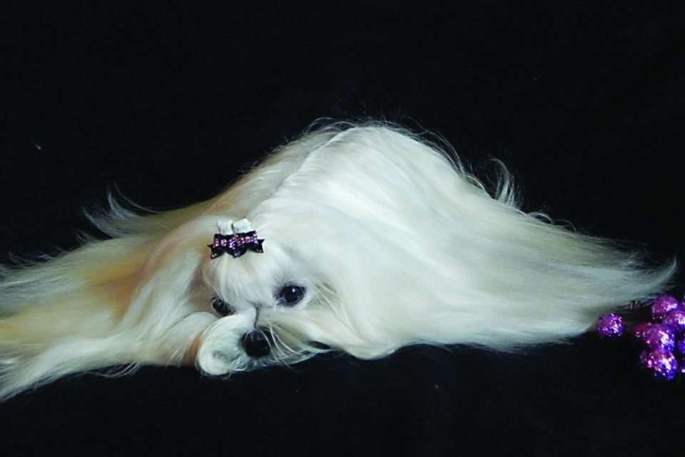 maltezer 6