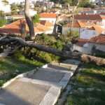 borovi lovrijenac 02