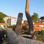 borovi lovrijenac 11