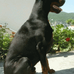 Doberman