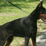 Doberman