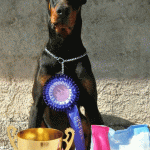 Doberman
