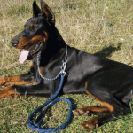 Doberman