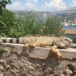 iguana igi