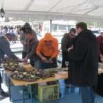 kamenice ston34
