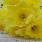 narcisi djir 06