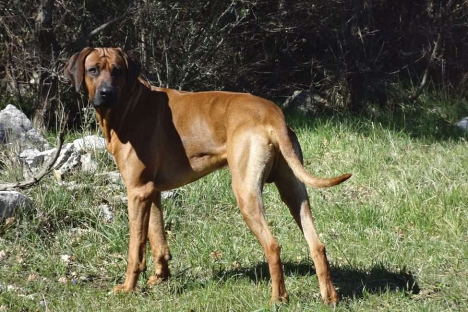 rhodesian rigdeback