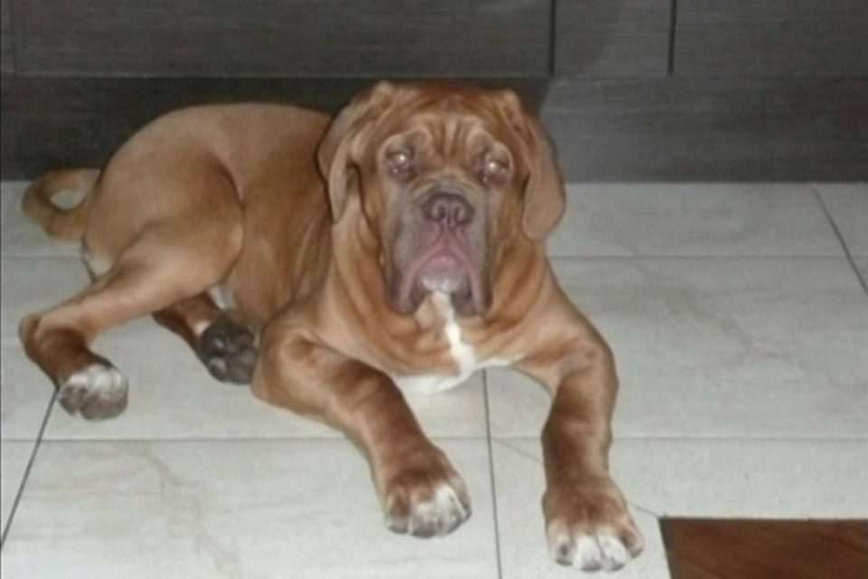 Bordoška doga