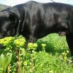 Cane Corso