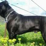 Cane Corso