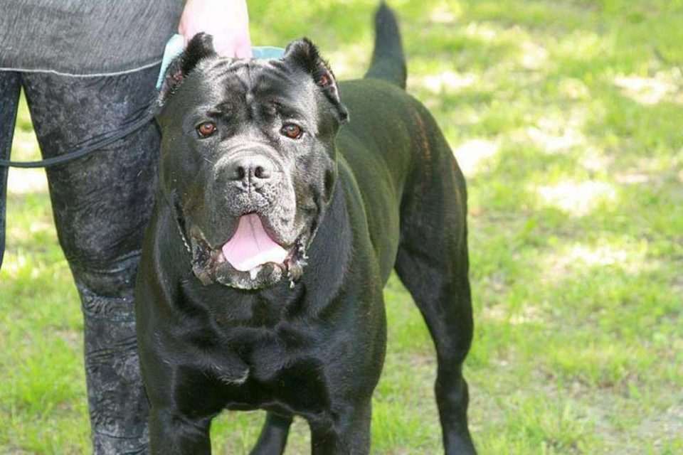 Cane Corso