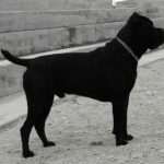 Cane Corso