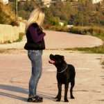 Cane Corso