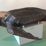 sedmopruga kornjaca 02