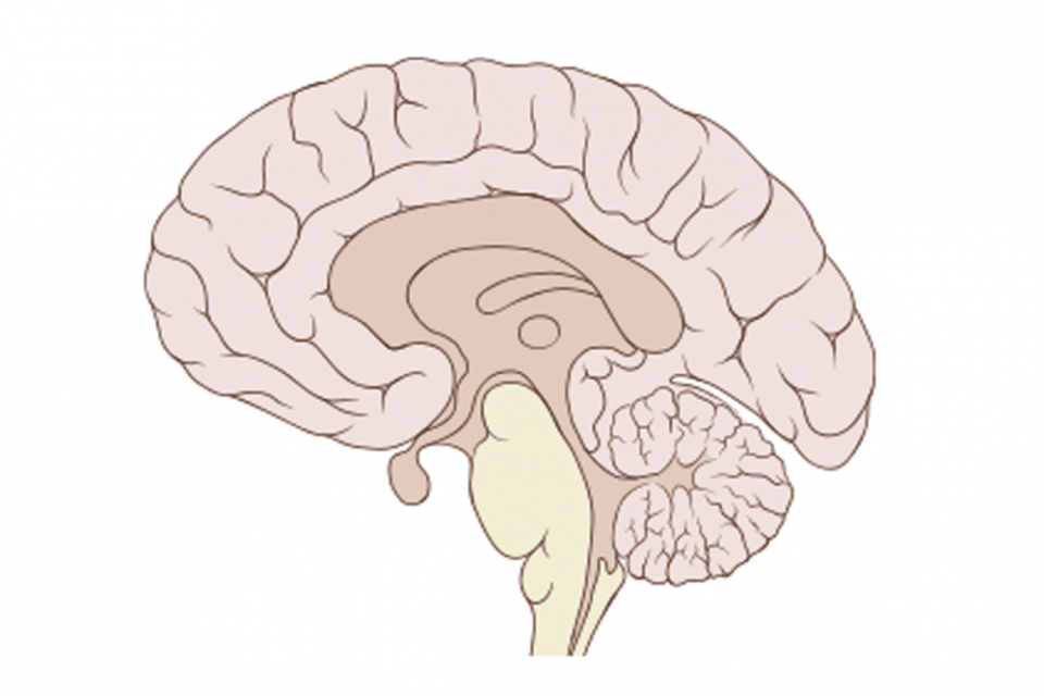 brain wiki