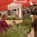 cvijece sajam008