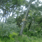 eko sjeca lapad 06