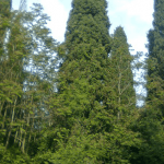 eko sjeca lapad 10
