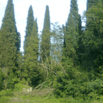 eko sjeca lapad 12
