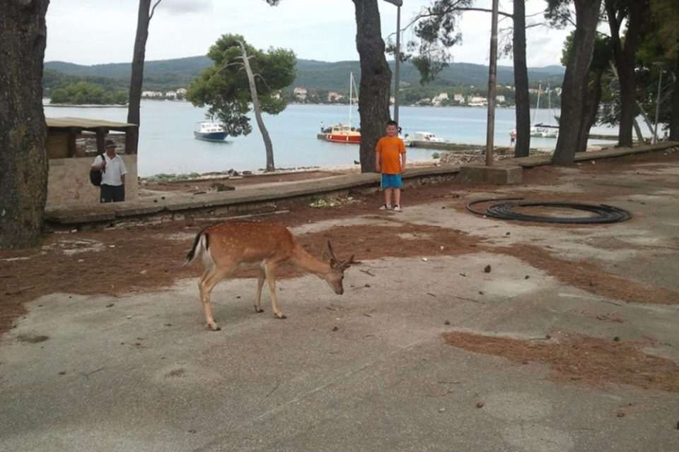 jelen korcula