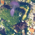 meduze1