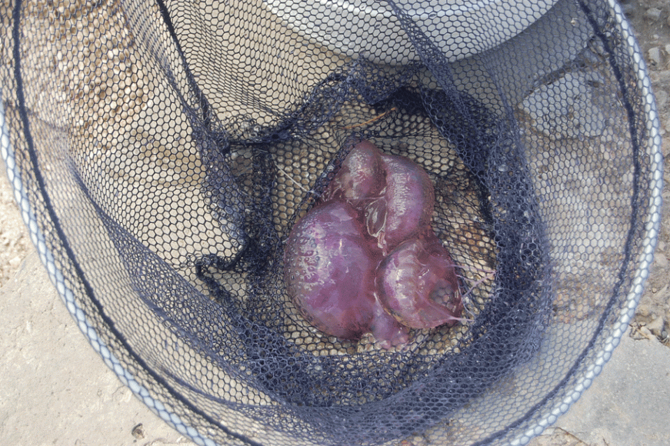 meduze2