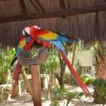 cancun karisma 12