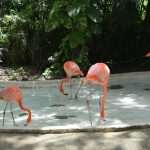 cancun karisma 13