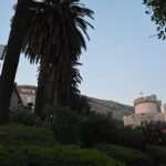 procvjetale oleandre 02