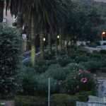 procvjetale oleandre 03