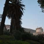 procvjetale oleandre