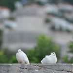 gradac golubovi4091