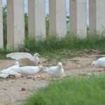 gradac golubovi4103
